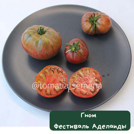 Гном Фестиваль Аделаиды - Tomatia фото 2