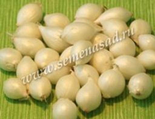 Лук севок шетана. Лук севок стардаст белый. Стардаст f1 лук репчатый. Севок стардаст описание. Лук севок стардаст описание.