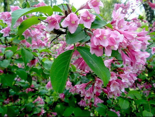 Вейгела раннецветущая Розеа 2 года ЗКС тара 2л высота 15-30см. - Наша дача фото 3