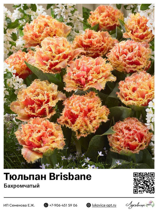 Тюльпан Brisbane (Бахромчатый)