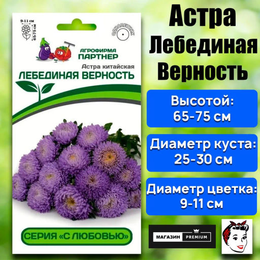 Астра китайская Лебединая Верность - Партнер фото 2