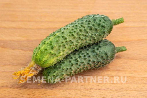 Огурец партенокарпический Бинго - Партнер фото 7