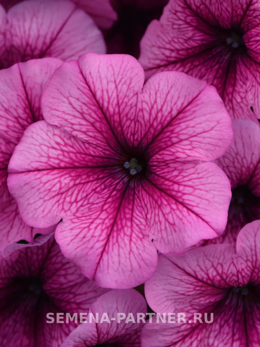 Петуния Изи Вэйв Плум Вайн каскадно-ампельная - Партнер фото 4
