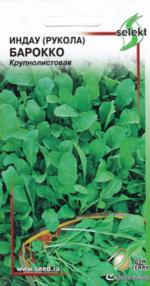 Индау ( руккола ) Барокко
