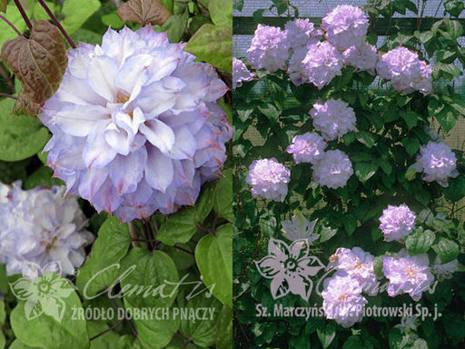 Клематис Вероника Чойс