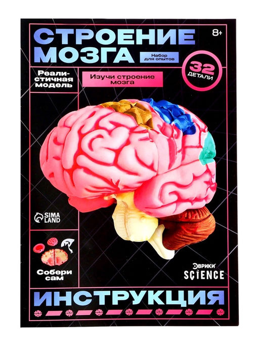 Набор для опытов «Строение мозга», анатомическая модель