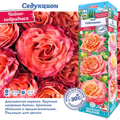 Роза Седукцион (Чайно-гибридная) 1шт
