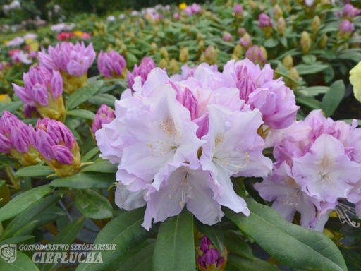 Рододендрон Хоппи - Долина роз фото 2