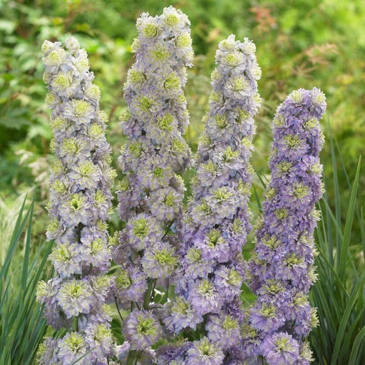 Дельфиниум Highlander Christal Delight (Шотландский) - Голландские луковицы фото 3