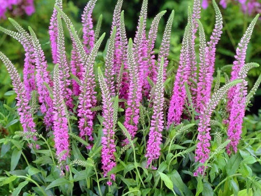 Вероника колосковая розовая - Долина роз фото 2