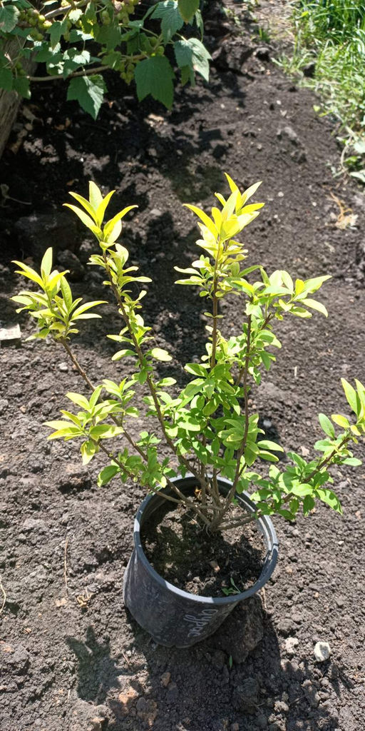 Бирючина аурея (3-летняя) - 1000корней фото 2