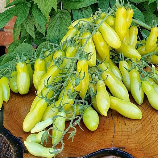 7081Т Томат Танцующие зелёные пальцы 5шт