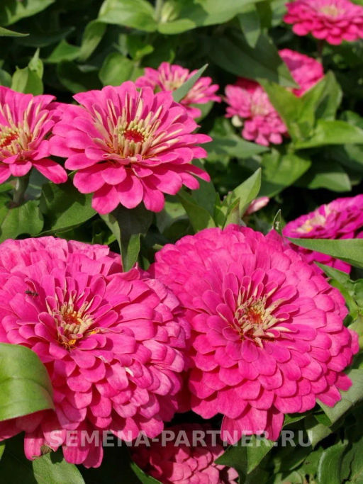 Цинния георгиновидная Сочные тропики Примавера - Партнер фото 4