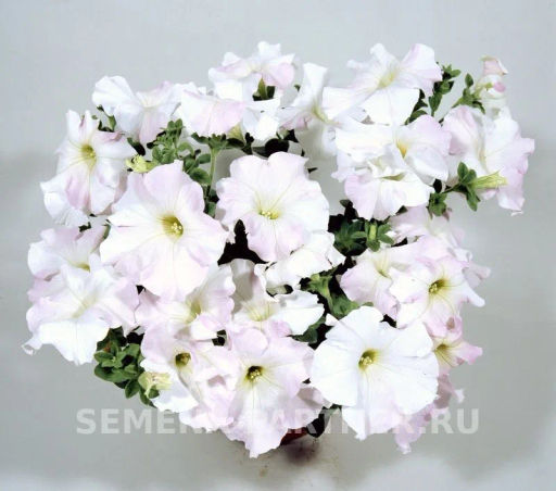 Петуния Ма Шери Гретта полуампельная жемчужно-белая - Партнер фото 5