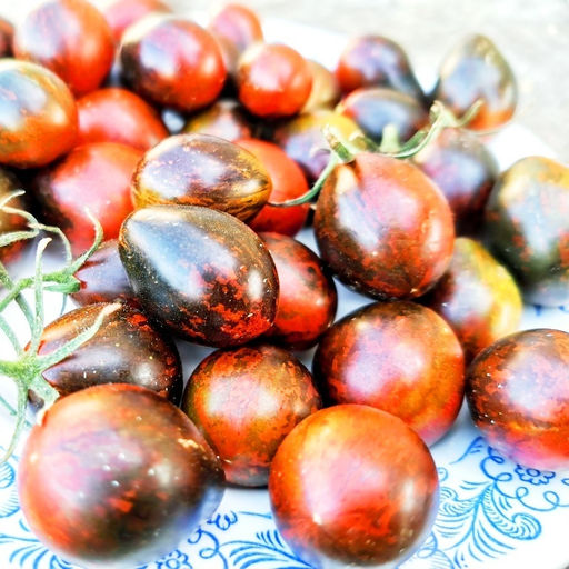 Помидоры Синий Кейс - BLUE KEYES Tomato