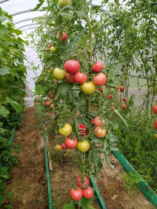 Томат ГЕРМАН F1 - Уральский дачник фото 6
