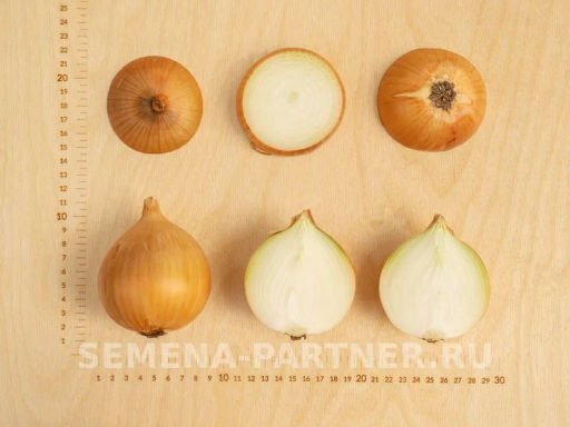 Лук репчатый Универсо - Партнер фото 7