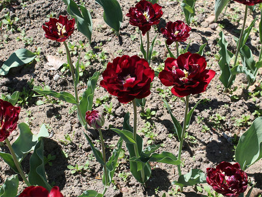 Тюльпан Antraciet (Антрацит) - Долина роз фото 5