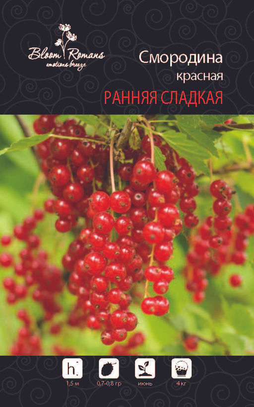 Смородина красная Ранняя Сладкая