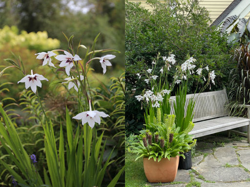 Acidanthera Murielae (Ацидантера Мюриэл) 10шт - Долина роз фото 5