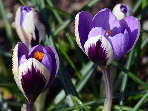 Крокус Spring Beauty (Спринг Бьюти) 5 шт - Долина роз фото 5