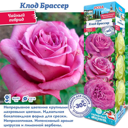 Роза Клод Брассер (Чайно-гибридная) 1шт
