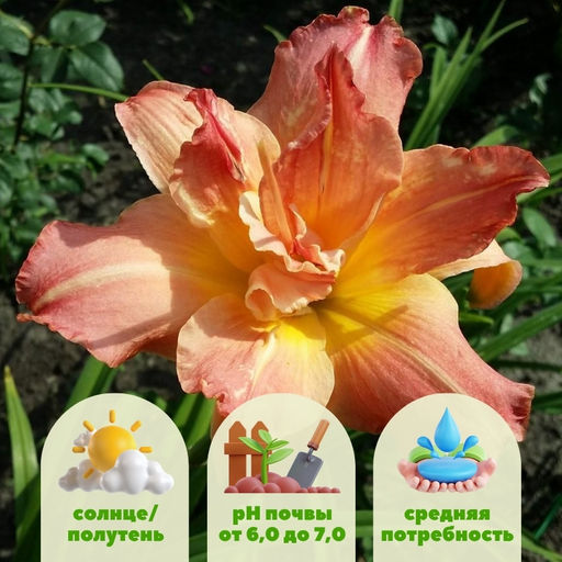 Лилейник Кендлайт Диннер - Долина роз фото 2