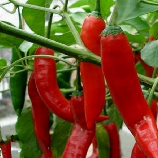 6267U Перец острый Астраханский 147 5шт