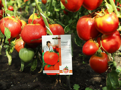 Томат ШАЛЬНАЯ ИМПЕРАТРИЦА коллекция Татьяны Штайнерт Авторская селекция - Уральский дачник фото 3