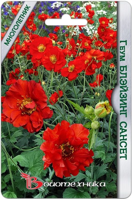 Геум махровый Блэйзинг Сансет