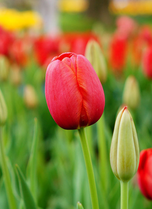 Тюльпан Апельдорн Apeldoorn 8 шт.