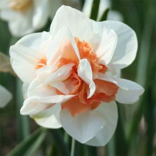 НАРЦИСС Пинк Парадайз Разбор 12/14 Кол-во 
 упак., шт 3