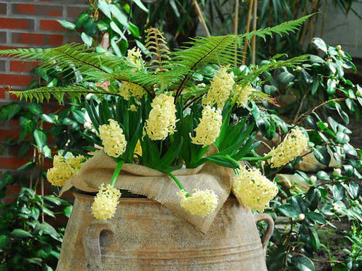 Гиацинт City of Haarlem (Сити оф Харлем) - Долина роз фото 4