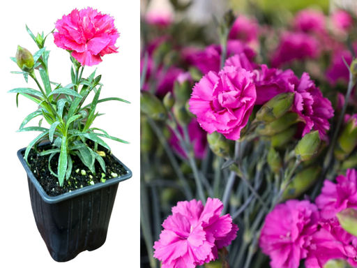 Гвоздика карликовая розовая - Долина роз фото 3