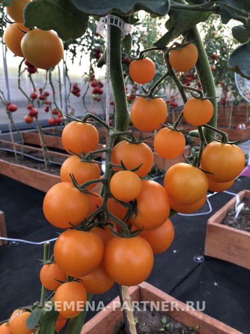 Томат Черри Златояр - Партнер фото 4