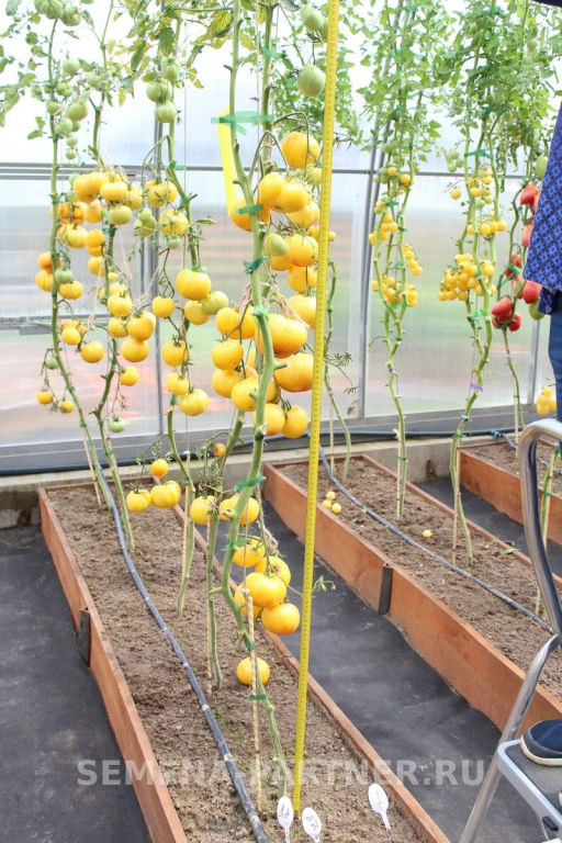 Томат Крем Торт - Партнер фото 8