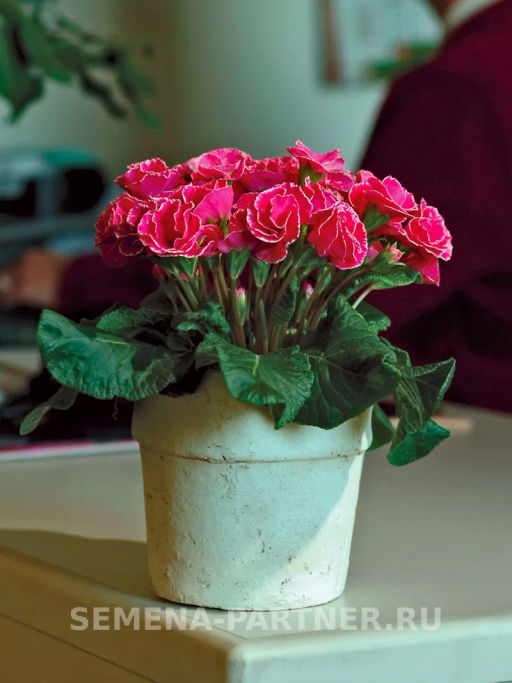 Примула F1 махровая Тет-А-Тет Французский Шарм - Партнер фото 2