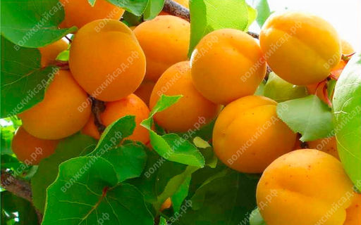 Абрикос Погремок