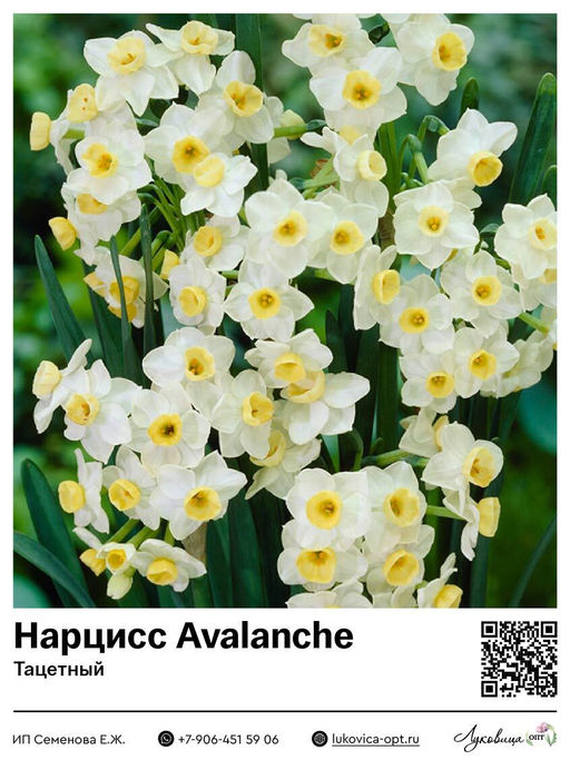 Нарцисс Avalanche (Тацетный / Букетный)