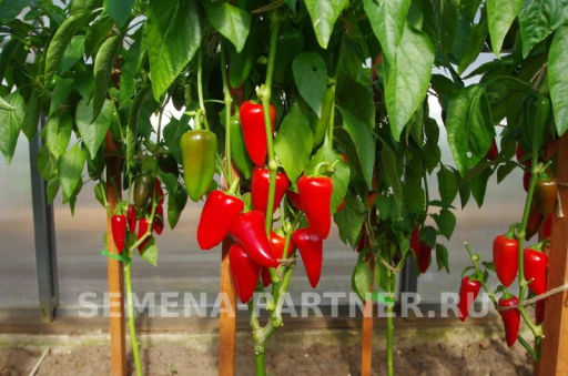 Перец сладкий Фьюджи - Партнер фото 6