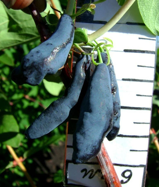 Жимолость Сибирячка (коробка) 1шт