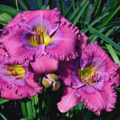 Лилейник Лавендер Блю Бэби - Долина роз фото 3