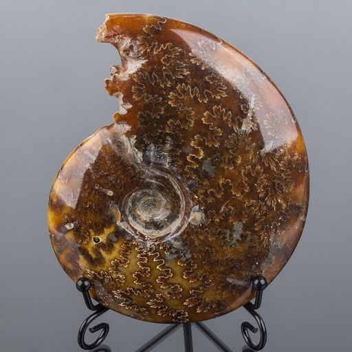 Аммонит (пара) на подставке