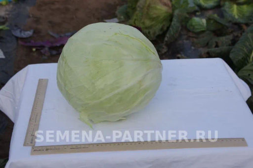 Капуста белокочанная среднепоздняя Мишутка - Партнер фото 4