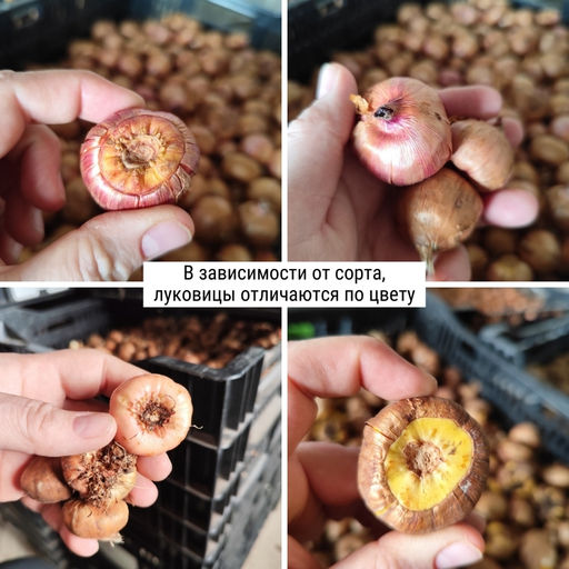 Гладиолус Кои Персьют 5 шт - Долина роз фото 3