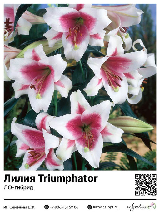 Лилия Triumphator (ЛО-гибрид)