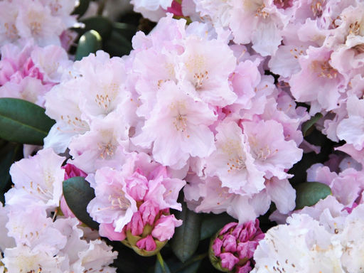 Рододендрон Hoppy (Хоппи) - Долина роз фото 3