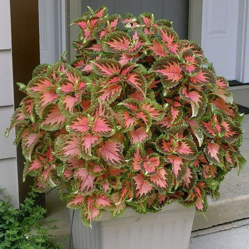 Колеус Визард Коралловый восход горшок Р9