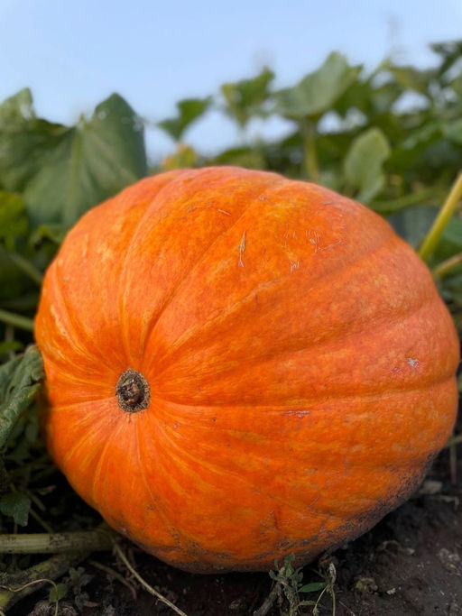 Тыква БИГ МАКС