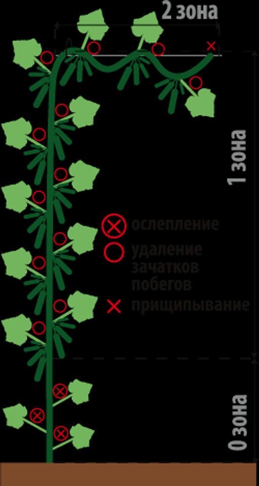 Огурец Скороспел F1 (2029)